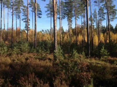 Land plot For Sale, Mežvairogi street 1, Ādažu novads / 1495000 € 4
