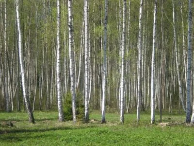 Продажа земли, Caunas b/n, Salacgrīvas novads, Liepupes pagasts / 80 000 € 3