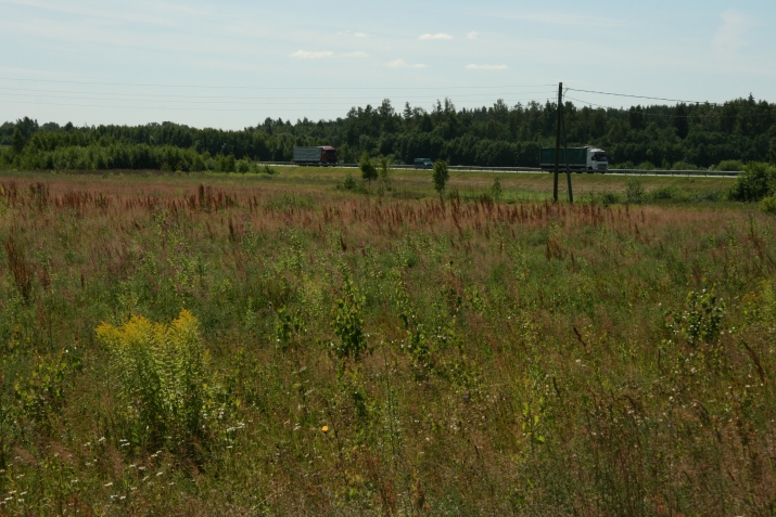 Sauleszieds 0 3