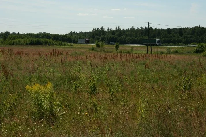 Sauleszieds 0 3