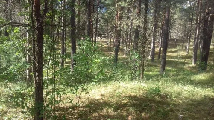 Pārdod zemi, Dzintaru iela b/n, Rīga, Kreisais krasts, Bolderāja / 85 000 € 8