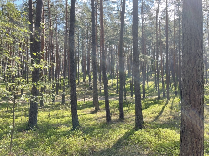 Sauleskalna iela 1 7