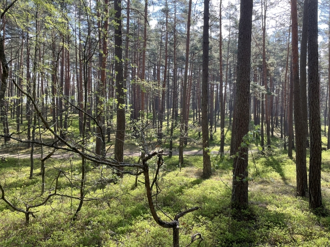 Land plot For Sale, Sauleskalna street 1, Carnikavas novads, Carnikava / 47 000 € 8
