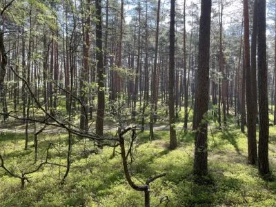 Продажа земли, Sauleskalna улица 1, Carnikavas novads, Carnikava / 47 000 € 8