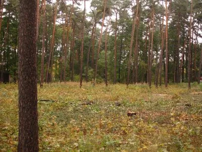 Продажа земли, Hamburgas улица 18, Rīga, Labais krasts, Mežaparks / 355 000 € 1