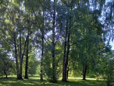Land plot For Sale, Plēsuma street 2A, Rīga, Kreisais krasts, Bieriņi / 94 000 € 4