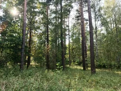 Pārdod zemi, Upmalas iela 1, Garkalnes novads, Sunīši / 87 000 € 8