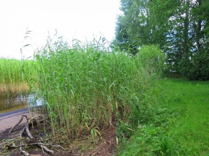 Land plot For Sale, Ķeguma prospekts street 16, Ķeguma novads, Ķegums / 60 000 € 8