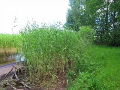 Land plot For Sale, Ķeguma prospekts street 16, Ķeguma novads, Ķegums / 60 000 € 8