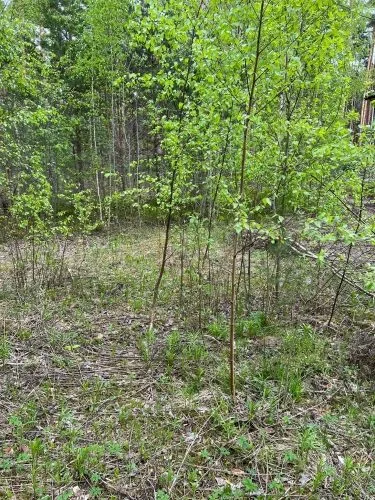 Land plot For Sale, Evijas street 6, Garkalnes novads, Baltezers / 126 500 € 4