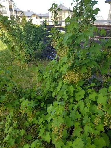 Продажа квартиры, Zeltrītu улица 2, Mārupes novads, Mārupe / 189 000 € 34