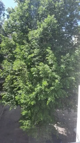 Продажа квартиры, Blaumaņa улица 21, Rīga, Labais krasts, Centrs / 270 000 € 23