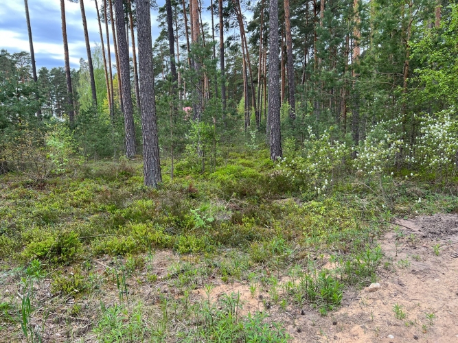 Image 1 of 12