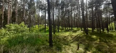 Pārdod zemi, Vārnukroga ceļš 2005 iela 51, Jūrmala, Priedaine / 55 000 € 5