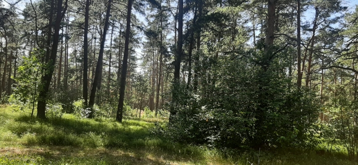 Gulbji . 19