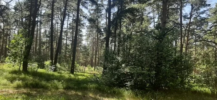 Gulbji . 19
