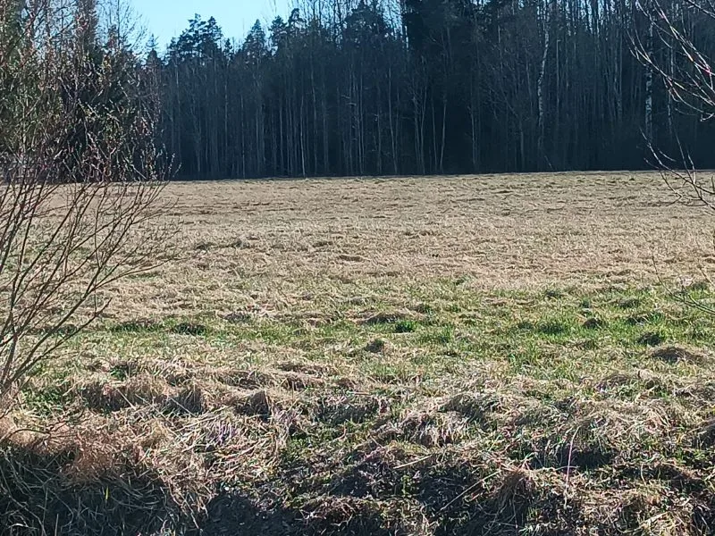 Jaunrakauskas ... 13